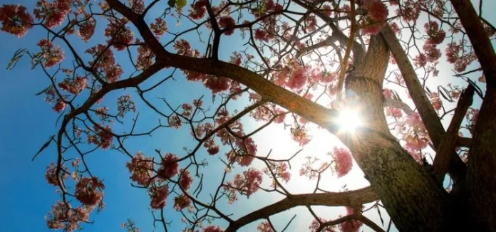 Ipês de Belém antecipam flores e podem registrar mudanças no clima, mas um ano fora do padrão não basta Ipês de Belém antecipam flores e podem registrar mudanças no clima, mas um ano fora do padrão não basta