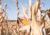 Calor e seca reduzem colheitas na Europa em 2026, derrubam milho e ampliam risco no preço dos alimentos Calor e seca reduzem colheitas na Europa em 2026, derrubam milho e ampliam risco no preço dos alimentos