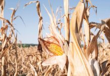 Calor e seca reduzem colheitas na Europa em 2026, derrubam milho e ampliam risco no preço dos alimentos Calor e seca reduzem colheitas na Europa em 2026, derrubam milho e ampliam risco no preço dos alimentos