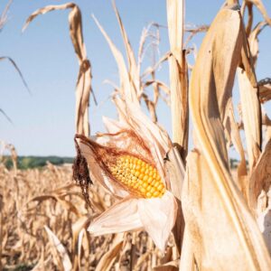 Calor e seca reduzem colheitas na Europa em 2026, derrubam milho e ampliam risco no preço dos alimentos Calor e seca reduzem colheitas na Europa em 2026, derrubam milho e ampliam risco no preço dos alimentos