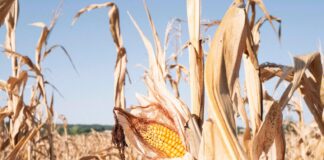 Calor e seca reduzem colheitas na Europa em 2026, derrubam milho e ampliam risco no preço dos alimentos Calor e seca reduzem colheitas na Europa em 2026, derrubam milho e ampliam risco no preço dos alimentos