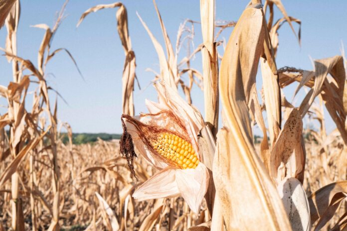 Calor e seca reduzem colheitas na Europa em 2026, derrubam milho e ampliam risco no preço dos alimentos Calor e seca reduzem colheitas na Europa em 2026, derrubam milho e ampliam risco no preço dos alimentos