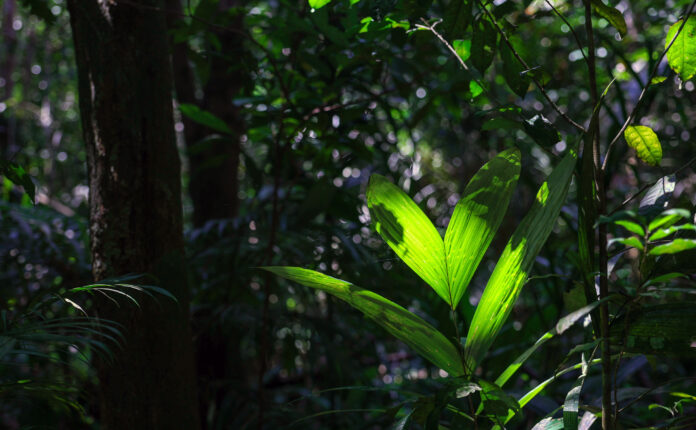 Amazonas pode guardar US$ 215 bilhões em remédios ainda desconhecidos, mas desmatamento ameaça esse valor Amazonas pode guardar US$ 215 bilhões em remédios ainda desconhecidos, mas desmatamento ameaça esse valor