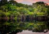 Brasil reúne cinco vantagens para liderar a bioeconomia de baixo carbono, da capivara ao hidrogênio verde Brasil reúne cinco vantagens para liderar a bioeconomia de baixo carbono, da capivara ao hidrogênio verde