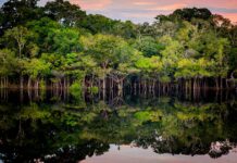 Brasil reúne cinco vantagens para liderar a bioeconomia de baixo carbono, da capivara ao hidrogênio verde Brasil reúne cinco vantagens para liderar a bioeconomia de baixo carbono, da capivara ao hidrogênio verde