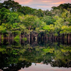 Brasil reúne cinco vantagens para liderar a bioeconomia de baixo carbono, da capivara ao hidrogênio verde Brasil reúne cinco vantagens para liderar a bioeconomia de baixo carbono, da capivara ao hidrogênio verde