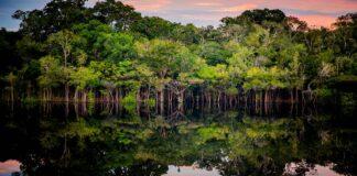 Brasil reúne cinco vantagens para liderar a bioeconomia de baixo carbono, da capivara ao hidrogênio verde Brasil reúne cinco vantagens para liderar a bioeconomia de baixo carbono, da capivara ao hidrogênio verde