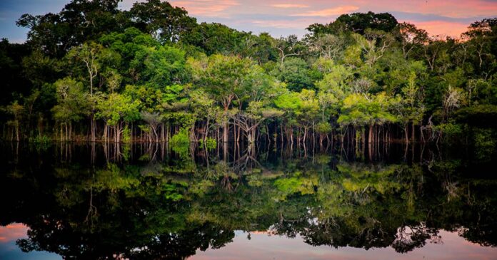 Brasil reúne cinco vantagens para liderar a bioeconomia de baixo carbono, da capivara ao hidrogênio verde Brasil reúne cinco vantagens para liderar a bioeconomia de baixo carbono, da capivara ao hidrogênio verde