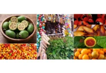 Caso brasileiro usa espécies nativas pouco aproveitadas, entre 2012 e 2017, para diversificar a alimentação Caso brasileiro usa espécies nativas pouco aproveitadas, entre 2012 e 2017, para diversificar a alimentação