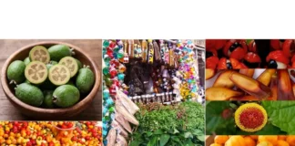 Caso brasileiro usa espécies nativas pouco aproveitadas, entre 2012 e 2017, para diversificar a alimentação Caso brasileiro usa espécies nativas pouco aproveitadas, entre 2012 e 2017, para diversificar a alimentação