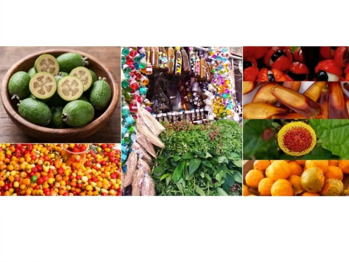 Caso brasileiro usa espécies nativas pouco aproveitadas, entre 2012 e 2017, para diversificar a alimentação Caso brasileiro usa espécies nativas pouco aproveitadas, entre 2012 e 2017, para diversificar a alimentação