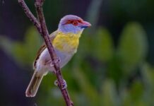 Mapas com IA revelam detalhes da biodiversidade tropical e reforçam a prioridade da Amazônia na conservação Mapas com IA revelam detalhes da biodiversidade tropical e reforçam a prioridade da Amazônia na conservação