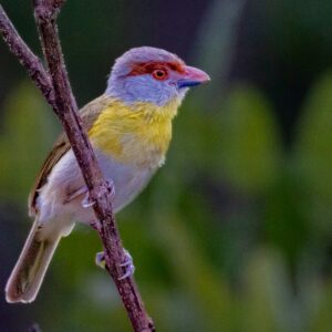 Mapas com IA revelam detalhes da biodiversidade tropical e reforçam a prioridade da Amazônia na conservação Mapas com IA revelam detalhes da biodiversidade tropical e reforçam a prioridade da Amazônia na conservação
