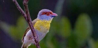 Mapas com IA revelam detalhes da biodiversidade tropical e reforçam a prioridade da Amazônia na conservação Mapas com IA revelam detalhes da biodiversidade tropical e reforçam a prioridade da Amazônia na conservação