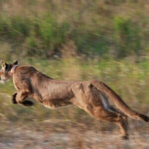 Quando proteger o habitat deixa de bastar: 3 espécies ameaçadas expõem o risco de mudar a lei dos EUA Quando proteger o habitat deixa de bastar: 3 espécies ameaçadas expõem o risco de mudar a lei dos EUA