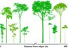 Por que a floresta isolada na Amazônia perde vida pelas bordas Por que a floresta isolada na Amazônia perde vida pelas bordas