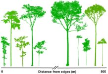 Por que a floresta isolada na Amazônia perde vida pelas bordas Por que a floresta isolada na Amazônia perde vida pelas bordas