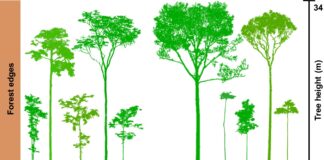 Por que a floresta isolada na Amazônia perde vida pelas bordas Por que a floresta isolada na Amazônia perde vida pelas bordas