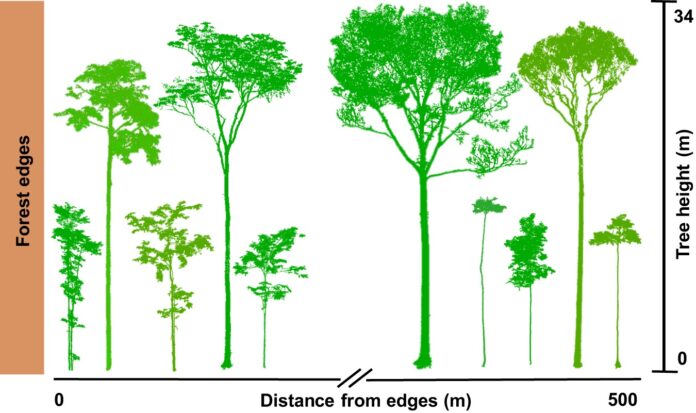 Por que a floresta isolada na Amazônia perde vida pelas bordas Por que a floresta isolada na Amazônia perde vida pelas bordas