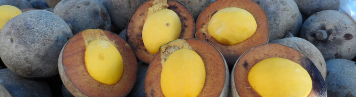 Projeto transforma espécies nativas pouco conhecidas em alimento, renda e pesquisa para 70 famílias Projeto transforma espécies nativas pouco conhecidas em alimento, renda e pesquisa para 70 famílias