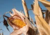 Oeste da Europa tem verão mais quente já registrado, 13 dias de estresse extremo e colheitas perdidas Oeste da Europa tem verão mais quente já registrado, 13 dias de estresse extremo e colheitas perdidas
