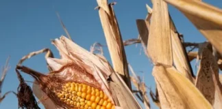 Oeste da Europa tem verão mais quente já registrado, 13 dias de estresse extremo e colheitas perdidas Oeste da Europa tem verão mais quente já registrado, 13 dias de estresse extremo e colheitas perdidas