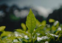 Pequenos negócios encontram cursos e pré-análise para crédito verde em plataforma com 20 mil acessos Pequenos negócios encontram cursos e pré-análise para crédito verde em plataforma com 20 mil acessos