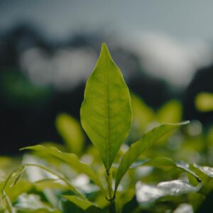 Pequenos negócios encontram cursos e pré-análise para crédito verde em plataforma com 20 mil acessos Pequenos negócios encontram cursos e pré-análise para crédito verde em plataforma com 20 mil acessos