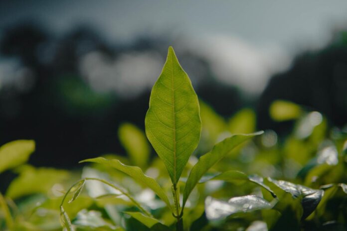 Pequenos negócios encontram cursos e pré-análise para crédito verde em plataforma com 20 mil acessos Pequenos negócios encontram cursos e pré-análise para crédito verde em plataforma com 20 mil acessos