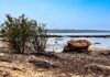 El Niño na Amazônia: como o fenômeno seca rios e favorece o fogo El Niño na Amazônia: como o fenômeno seca rios e favorece o fogo