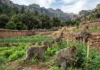 Macacos ameaçados entram em lavouras na Argélia, perdas fazem 1 em 3 fazendas ser abandonada Macacos ameaçados entram em lavouras na Argélia, perdas fazem 1 em 3 fazendas ser abandonada