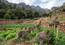 Macacos ameaçados entram em lavouras na Argélia, perdas fazem 1 em 3 fazendas ser abandonada Macacos ameaçados entram em lavouras na Argélia, perdas fazem 1 em 3 fazendas ser abandonada