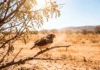 Calor acelera envelhecimento celular de ave australiana, mas vegetação densa reduz dano na reprodução Calor acelera envelhecimento celular de ave australiana, mas vegetação densa reduz dano na reprodução