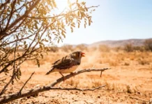 Calor acelera envelhecimento celular de ave australiana, mas vegetação densa reduz dano na reprodução Calor acelera envelhecimento celular de ave australiana, mas vegetação densa reduz dano na reprodução