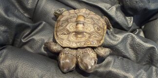 Tartaruga nasce com duas cabeças em Cape Cod, pesa 5,2 gramas e pode voltar à natureza após exames Tartaruga nasce com duas cabeças em Cape Cod, pesa 5,2 gramas e pode voltar à natureza após exames