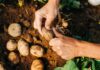 Agricultura mundial produz mais usando mais recursos, e produtividade cai ao menor ritmo em 50 anos Agricultura mundial produz mais usando mais recursos, e produtividade cai ao menor ritmo em 50 anos