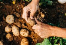 Agricultura mundial produz mais usando mais recursos, e produtividade cai ao menor ritmo em 50 anos Agricultura mundial produz mais usando mais recursos, e produtividade cai ao menor ritmo em 50 anos