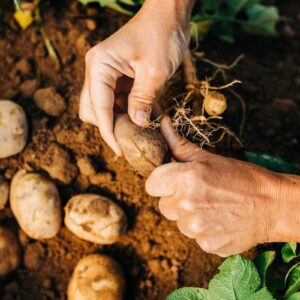 Agricultura mundial produz mais usando mais recursos, e produtividade cai ao menor ritmo em 50 anos Agricultura mundial produz mais usando mais recursos, e produtividade cai ao menor ritmo em 50 anos