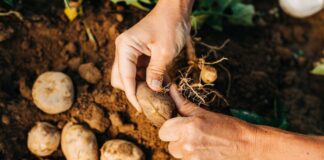 Agricultura mundial produz mais usando mais recursos, e produtividade cai ao menor ritmo em 50 anos Agricultura mundial produz mais usando mais recursos, e produtividade cai ao menor ritmo em 50 anos