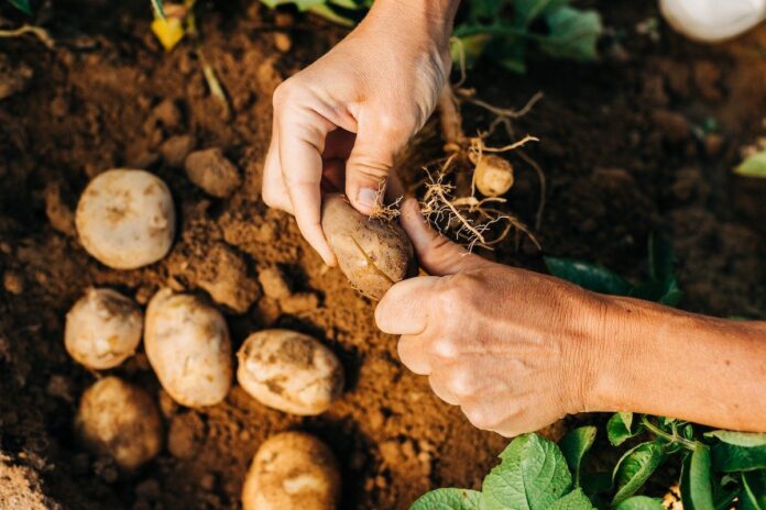 Agricultura mundial produz mais usando mais recursos, e produtividade cai ao menor ritmo em 50 anos Agricultura mundial produz mais usando mais recursos, e produtividade cai ao menor ritmo em 50 anos