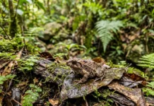 Sapo ameaçado de Hong Kong tem canto e genes próprios em ilha isolada e pode iniciar nova espécie Sapo ameaçado de Hong Kong tem canto e genes próprios em ilha isolada e pode iniciar nova espécie