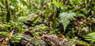 Sapo ameaçado de Hong Kong tem canto e genes próprios em ilha isolada e pode iniciar nova espécie Sapo ameaçado de Hong Kong tem canto e genes próprios em ilha isolada e pode iniciar nova espécie