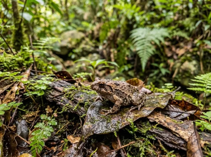 Sapo ameaçado de Hong Kong tem canto e genes próprios em ilha isolada e pode iniciar nova espécie