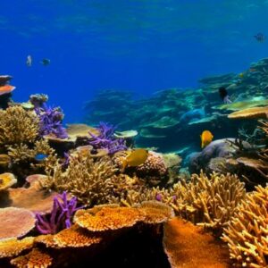 Estudo global com 423 pesquisas mostra que a perda de espécies reduz serviços da natureza mais rápido que o previsto Estudo global com 423 pesquisas mostra que a perda de espécies reduz serviços da natureza mais rápido que o previsto