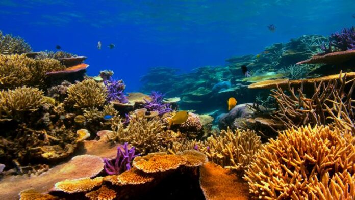 Estudo global com 423 pesquisas mostra que a perda de espécies reduz serviços da natureza mais rápido que o previsto Estudo global com 423 pesquisas mostra que a perda de espécies reduz serviços da natureza mais rápido que o previsto
