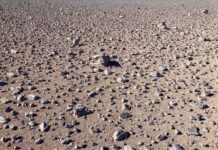 Técnica elétrica distingue moléculas em meteorito e solo do Atacama e pode buscar sinais de vida no espaço Técnica elétrica distingue moléculas em meteorito e solo do Atacama e pode buscar sinais de vida no espaço