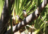 Calor acima de 40°C acelera desgaste do DNA em aves australianas, mas vegetação densa reduz o efeito Calor acima de 40°C acelera desgaste do DNA em aves australianas, mas vegetação densa reduz o efeito
