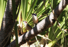 Calor acima de 40°C acelera desgaste do DNA em aves australianas, mas vegetação densa reduz o efeito Calor acima de 40°C acelera desgaste do DNA em aves australianas, mas vegetação densa reduz o efeito