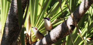 Calor acima de 40°C acelera desgaste do DNA em aves australianas, mas vegetação densa reduz o efeito Calor acima de 40°C acelera desgaste do DNA em aves australianas, mas vegetação densa reduz o efeito