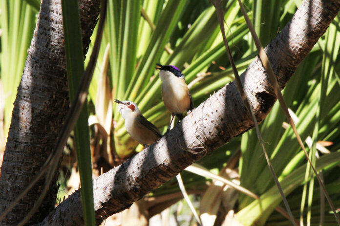 Calor acima de 40°C acelera desgaste do DNA em aves australianas, mas vegetação densa reduz o efeito Calor acima de 40°C acelera desgaste do DNA em aves australianas, mas vegetação densa reduz o efeito